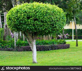 Alone tree on the green garden