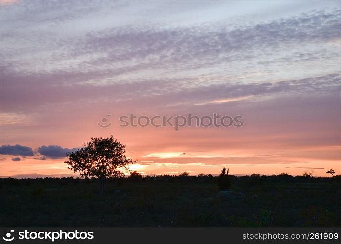 Alone tree silhouette by sunset with a colorful sky
