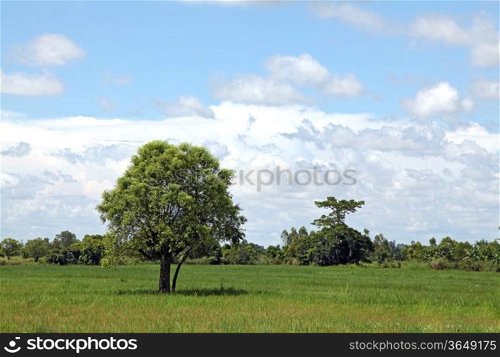 alone tree standing out on meadow field