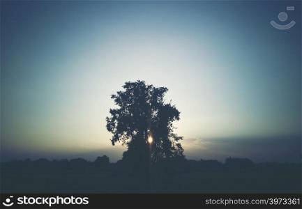 alone tree with sunset, twilight time