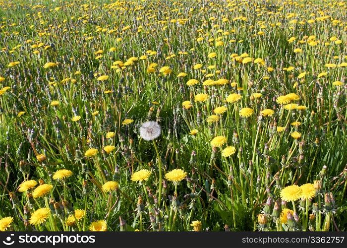 alone white dandelion among yellow flowers on field