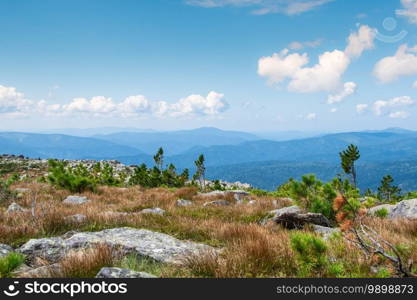 Alone young tree on rocky ridge. Pine on hillside with mountains on horizon