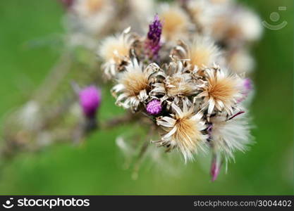 Along the Boelekeerlpad in Zelhem, The Netherlands, are Thistles in August almost finished blooming.