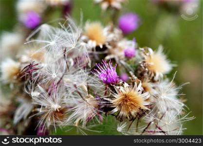 Along the Boelekeerlpad in Zelhem, The Netherlands, are Thistles in August almost finished blooming.