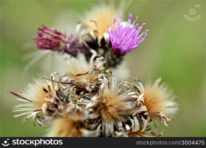 Along the Boelekeerlpad in Zelhem, The Netherlands, are Thistles in August almost finished blooming.