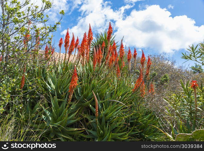 alow vera flowers on the italian island of sardinia. aloe vera flowers and plant. aloe vera flowers and plant