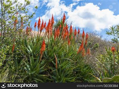 alow vera flowers on the italian island of sardinia. aloe vera flowers and plant. aloe vera flowers and plant