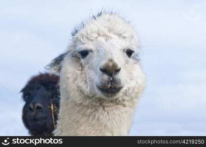 Alpaca. Alpaca