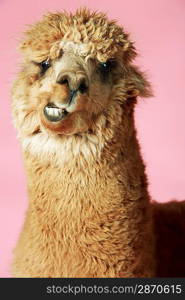 Alpaca on pink background close-up of head