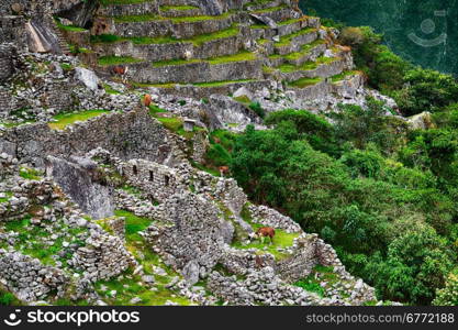 Alpacas at Machu Picchu in Peru. Lost City of Incas.