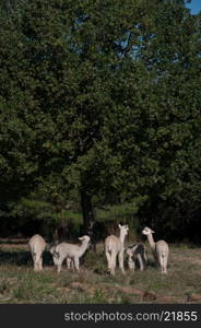 Alpacas grazing