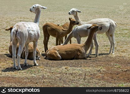 Alpacas grazing in a drought-stricken paddock