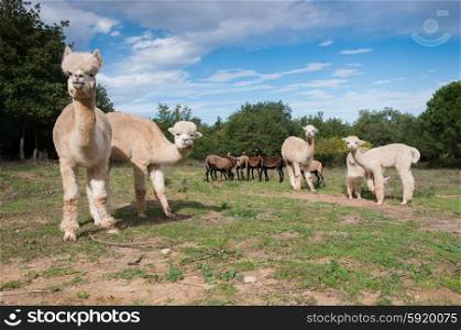 Alpacas grazing with Cameroon sheep
