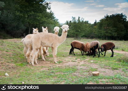 Alpacas grazing with Cameroon sheep