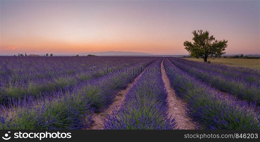Alpes-de-Haute-Provence Lavender France