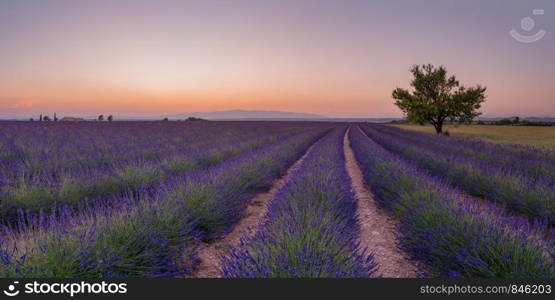 Alpes-de-Haute-Provence Lavender France