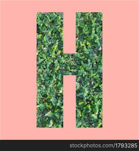 Alphabet letters of shape H in green leaf style on pastel pink background for design in your work.