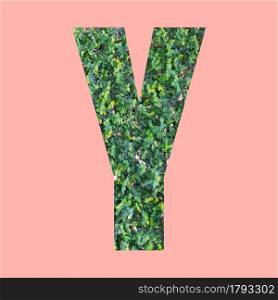 Alphabet letters of shape Y in green leaf style on pastel pink background for design in your work.