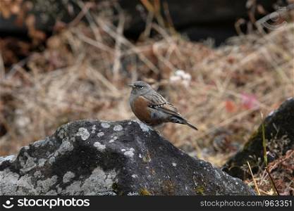 Alpine accentor, Prunella collaris, Kedarnath Wildlife Sanctuary, Chopta, Uttarakhand, India