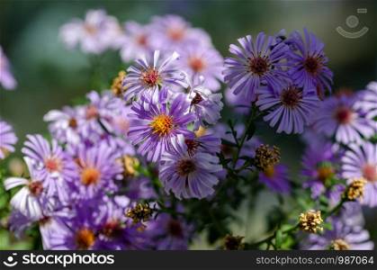 Alpine Aster (Aster alpinus) . Decorative garden plant with purple flowers. Beautiful perennial plant for garden. Autumn flowers
