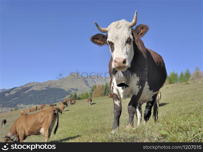 alpine dairy cow with a ring in pasture in mountain