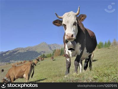 alpine dairy cow with a ring in pasture in mountain