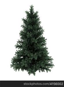 Alpine fir tree isolated on white background