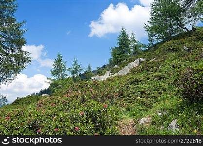 alpine flora