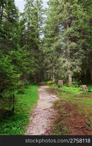 alpine footpath through the forest on summer