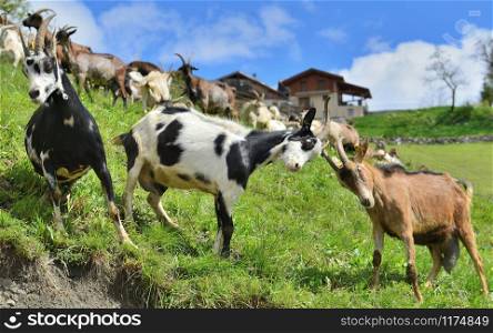 alpine goats are bumping against each other in meadow