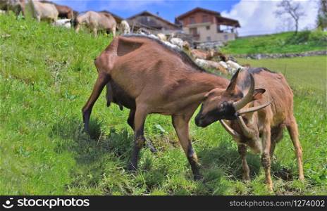 alpine goats fighting in meadow horn to horn