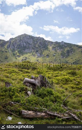 Alpine landscape: Meadow, forest, mountains and blue sky