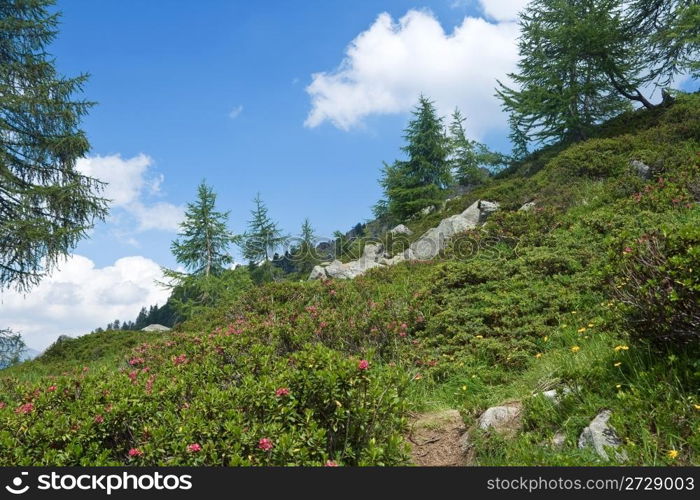 alpine landscape with rhododendron flowers