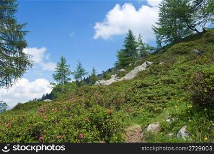 alpine landscape with rhododendron flowers