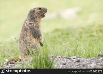 Alpine Marmot in the grass - Marmota
