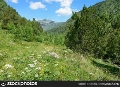 Alpine meadow covered with forest