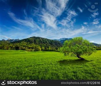 Alpine meadow in Bavarian Alps. Bavaria, Germany