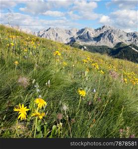 alpine meadows in the springtime