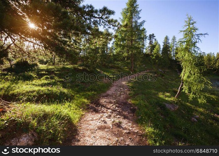 Alpine mountain summer forest at sunny day. Dolomites Alps, Italy