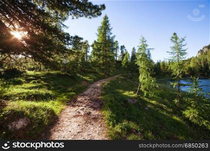 Alpine mountain summer forest lake at sunny day. Dolomites Alps, Italy