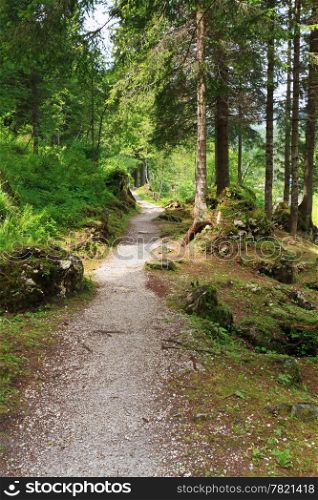 alpine pathway through the forest on summer