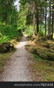 alpine pathway through the forest on summer