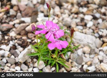 Alpine pink (Dianthus alpinus)