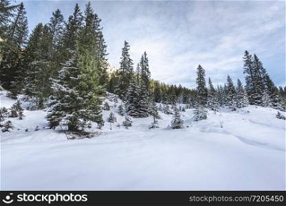 Alpine scenery in the Austrian mountains with snowy trees and white snowdrifts. Winter landscape on a sunny day of December