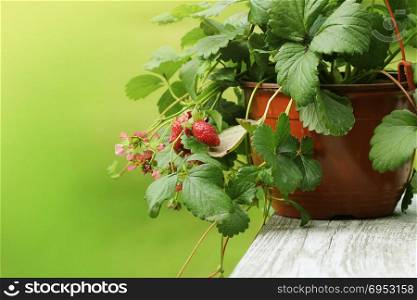 Alpine strawberry plant in pot with pink flower on green background. Alpine strawberry plant in pot with pink flower on green backgroun .