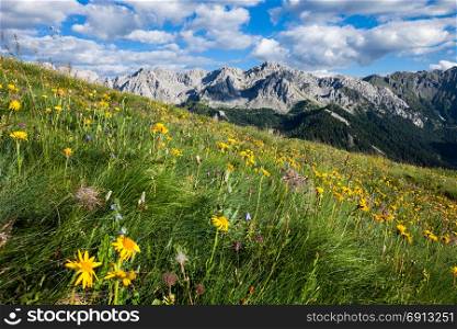 Alpine summer mountain valley. Hugh mountain green grass and flower meadow