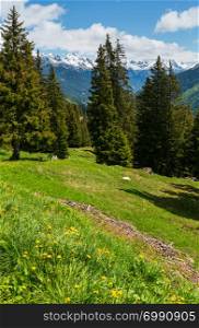 Alpine view with yellow dandelion flowers on summer mountain slope (Austria)