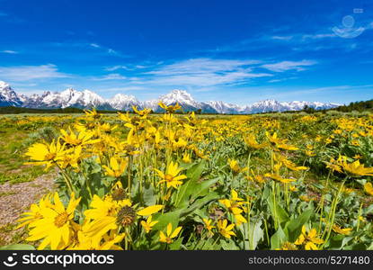 Alpine Wildflowers with the Teton Range in the background