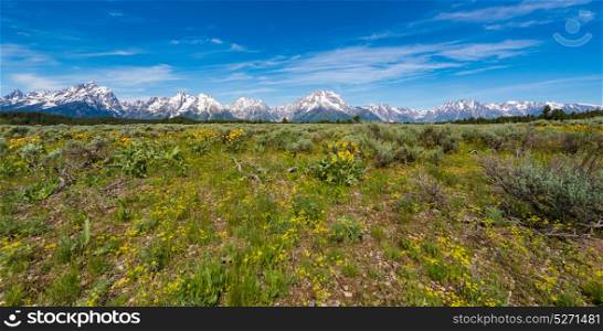 Alpine Wildflowers with the Teton Range in the background
