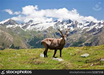 Alpine wildlife: Steinbock or Alpine Ibex (Capra Ibex). Gran Paradiso National Park, Valle d&acute;Aosta, Italy.